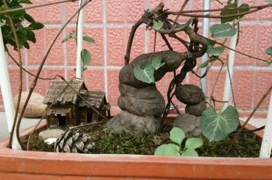 何首乌盆景的素材来源与发芽养护