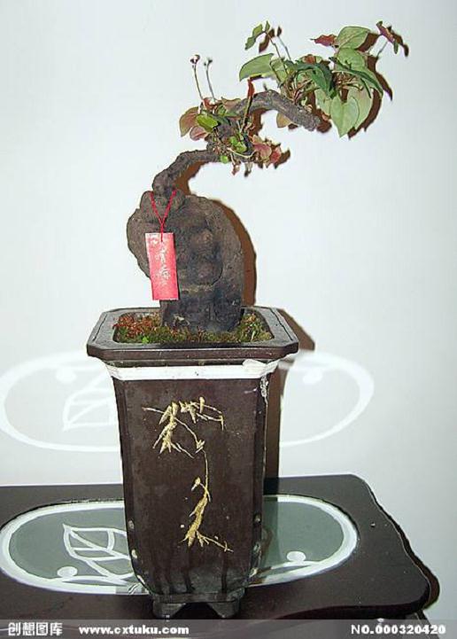 何首乌盆景的素材来源与养护管理