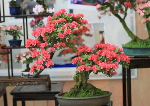 嘉善春鹃盆景的蓄枝截干嫁接与修剪蟠扎