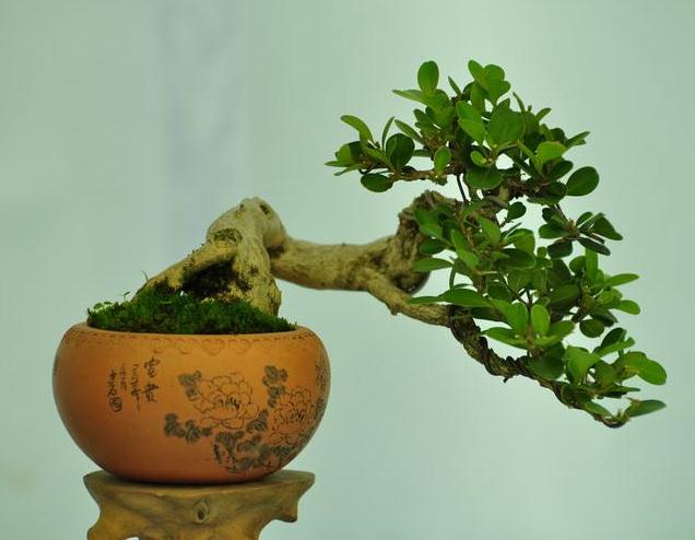 江北虹星村每年把 50 万个微型盆景发往全球