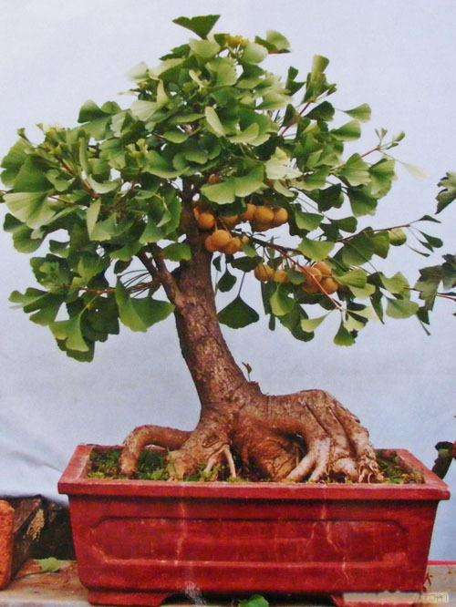 盆景在徐州园林绿化中的应用一一以徐州植物园为例