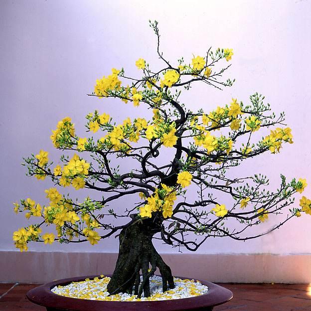 蜡梅盆景修剪是制做成树桩盆景的前提