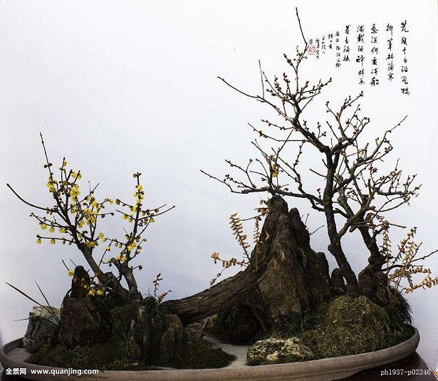 蜡梅盆景修剪是制做成树桩盆景的前提
