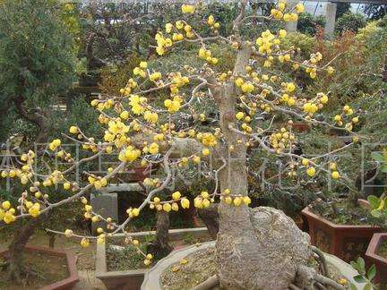 蜡梅盆景的制作建议