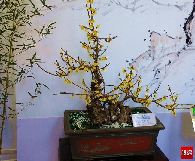 蜡梅小盆景的素材选取与养护