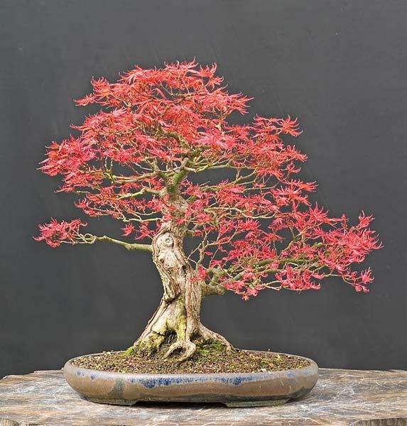 林亨泰协力造作台湾现代诗盆景