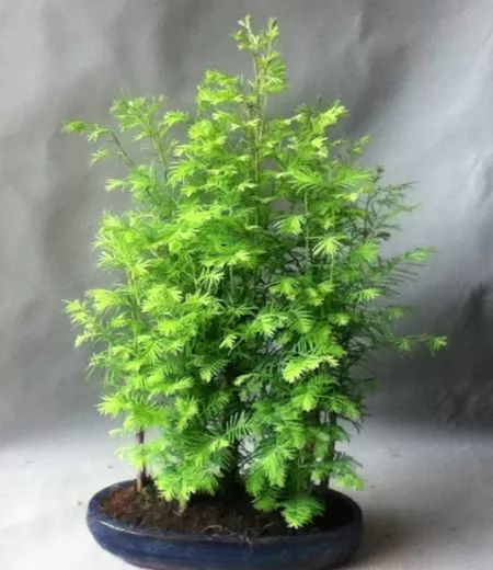 水杉盆景怎么生根发芽的养殖方法