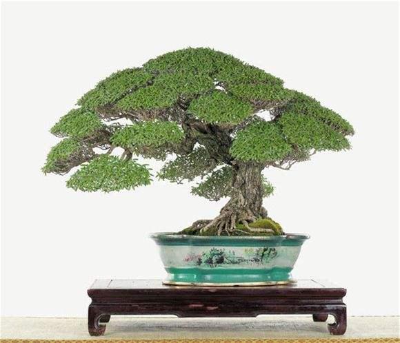 《花木盆景》杂志让晩年生活更快乐