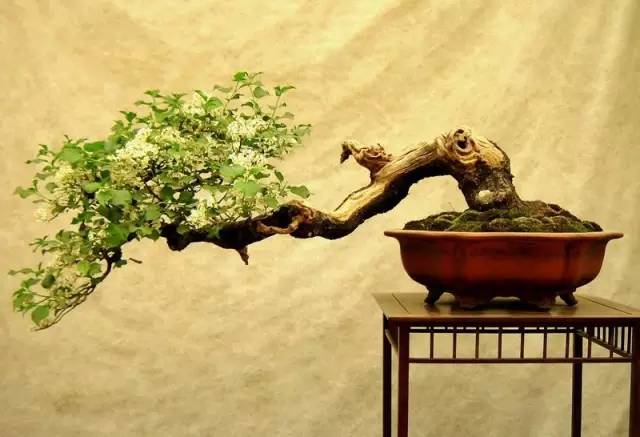 5招教你怎么养出高大上的矮化花卉盆景