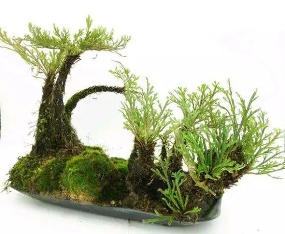 卷柏盆景的盆器选择