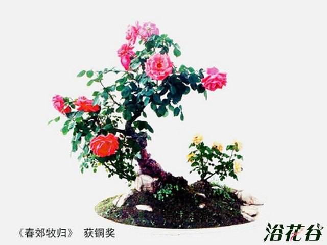 对月季盆景的赏析