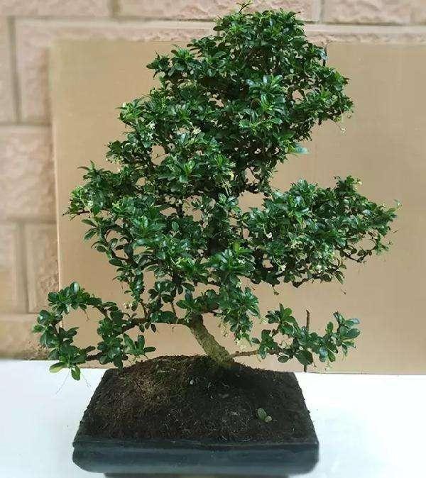 盆景给您的生活带来什么乐趣？