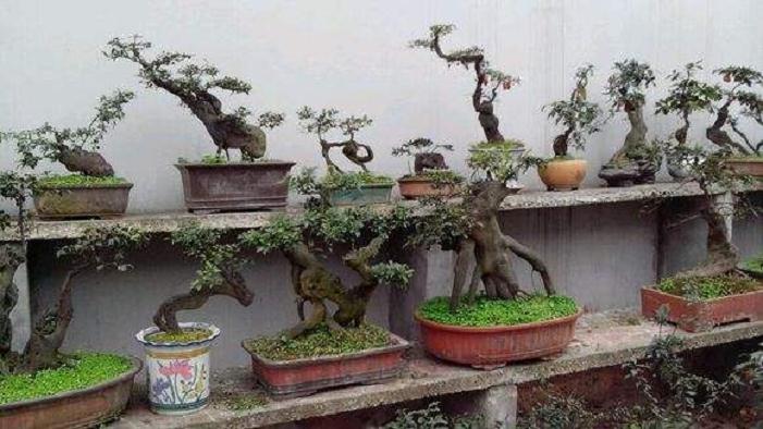 走进楼顶的盆景世界