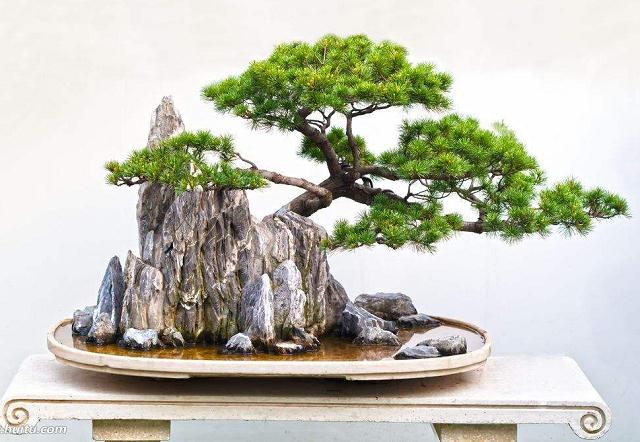 盆景与园林的同源相生、同向微异关系