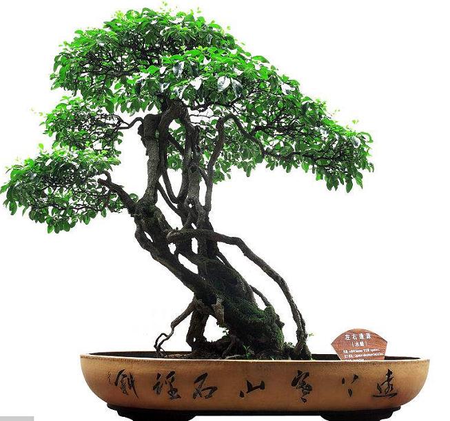 今年是花木盆景杂志创刊物30周年