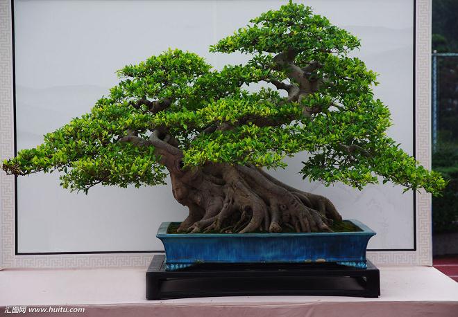 广东榕树盆景产业化发展对策探析