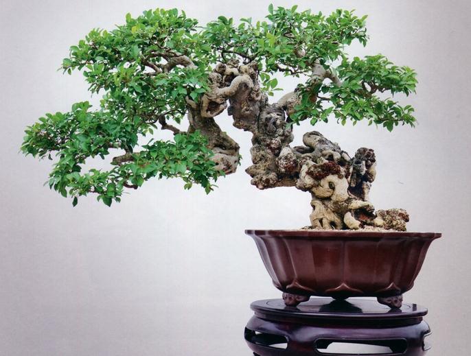 榕树盆景产业化发展的有利条件