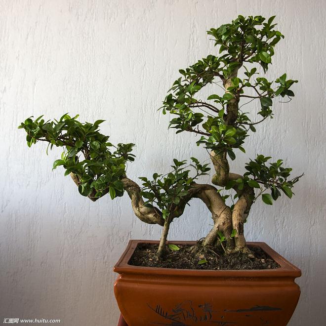 榕树盆景产业化发展的制约因素