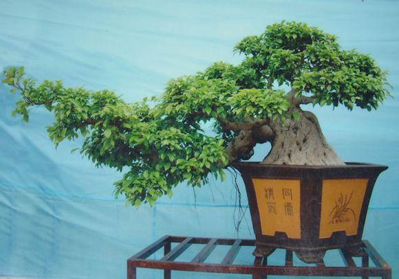 广州2015年国际盆景大会签约仪式在中山纪念堂举行