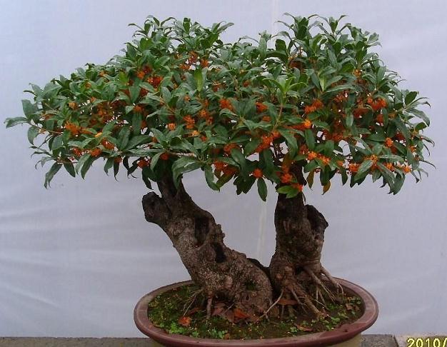 为什么桂花盆景不开花或开花少的原因