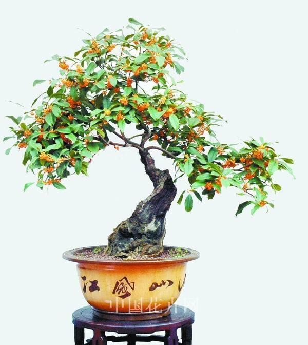 桂花盆景不开花或开花少的原因