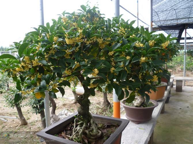 桂花盆景不开花的相应措施和对策