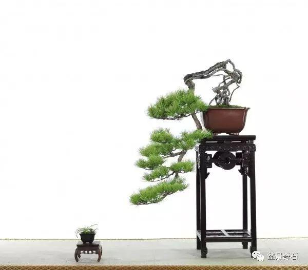 给盆景题名必须准确地表达出作品的内涵