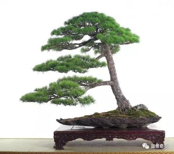 给盆景题名必须准确地表达出作品的内涵