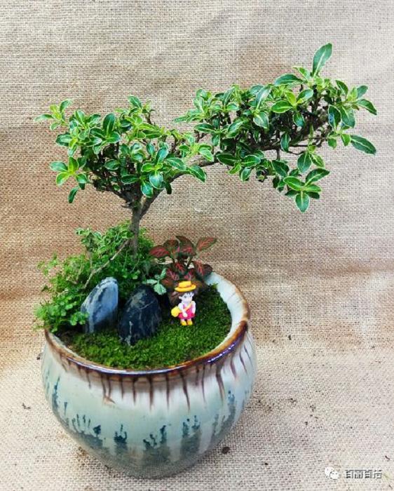 室内盆景适合摆放于办公桌、书桌、电视柜、茶几等