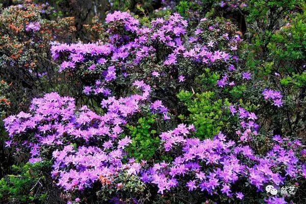 米叶杜鹃盆景的生长习性与整形修剪