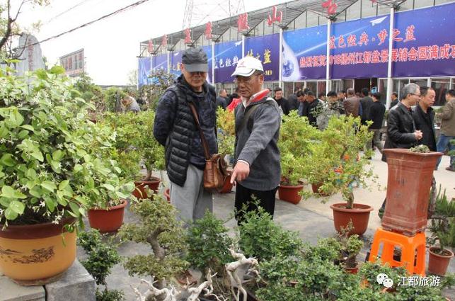 江都第三届春季盆景展销会开幕啦