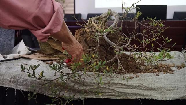 谢荣耀岭南盆景&middot;下：蓄枝截干，脱衣换锦