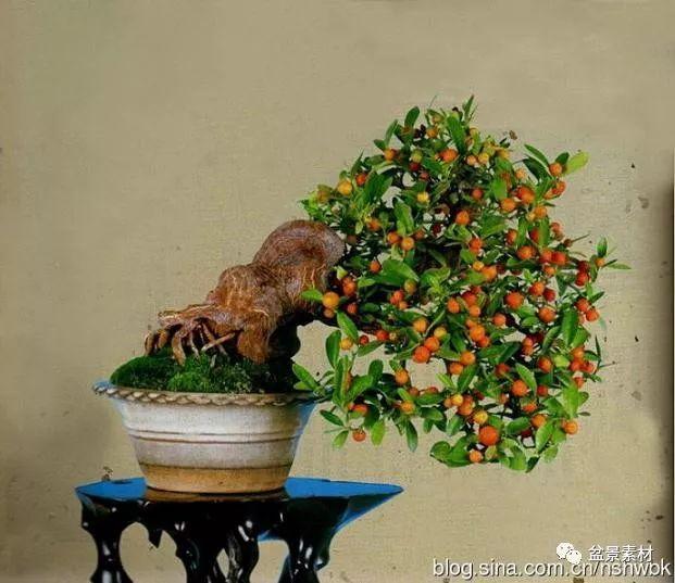 金豆盆景种子的播种方法