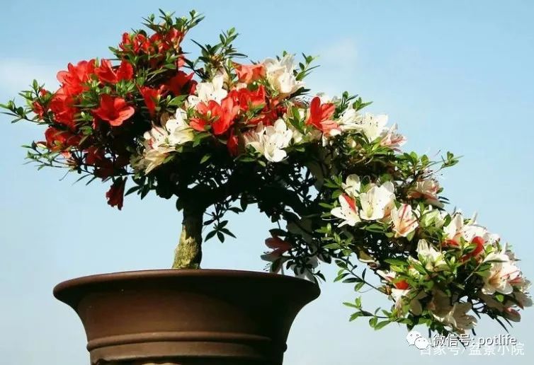 养殖杜鹃花盆景的注意事项有哪些