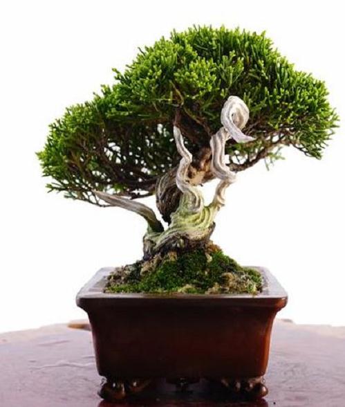 《花木盆景花卉园艺》杂志加年全面改版