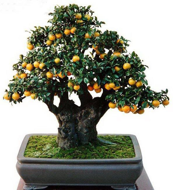 3种常见果树盆景的制作及养护管理