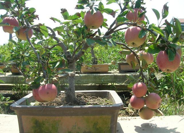 3种常见果树盆景的制作及养护管理