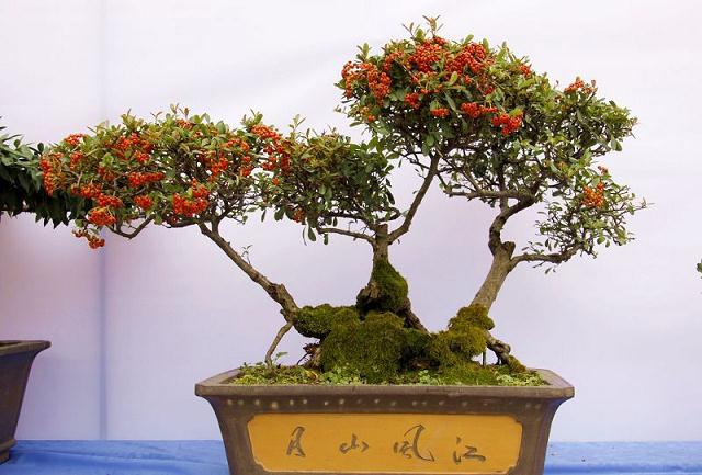 办公室花卉盆景的科学养护