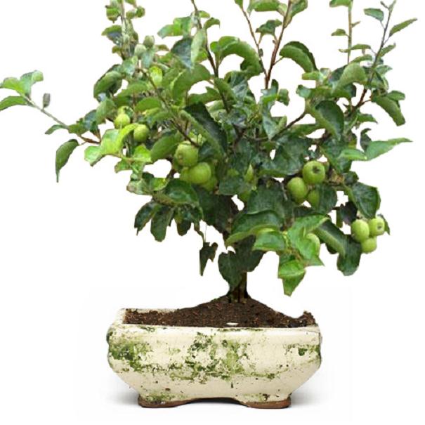 保证果树盆景坐果率的新技巧