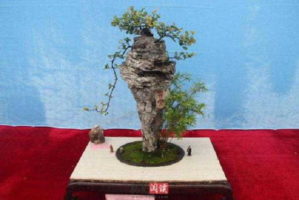 别具一格的燕赵流派盆景