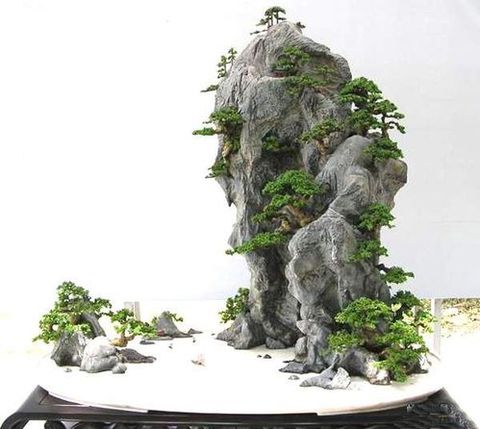 司机遇事故 学做假山盆景 投资小 回报快