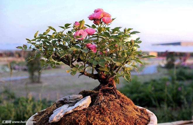 本人分析制作月季盆景的感受和体会
