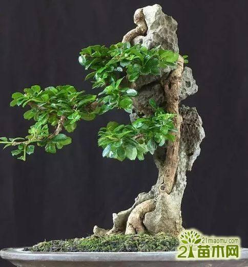 福建茶盆景的前期打理