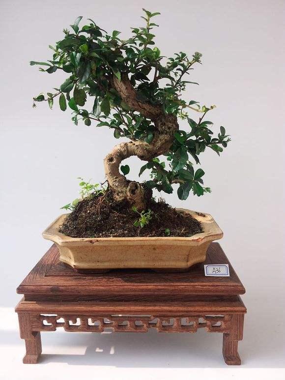 福建茶盆景的日常管护