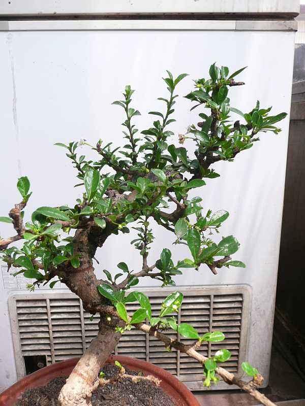 福建茶盆景的日常管护