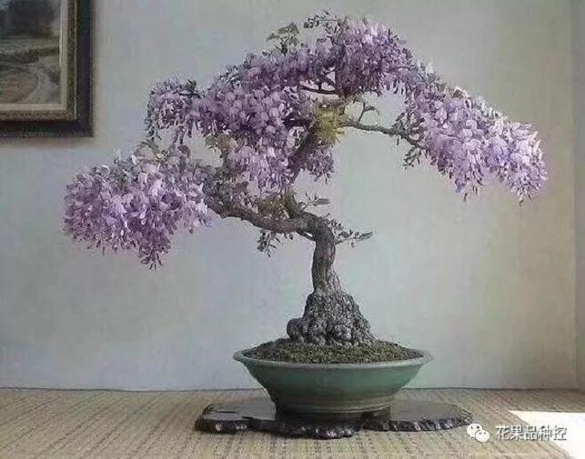 紫藤盆景的花瀑奇观是怎么养出来的？