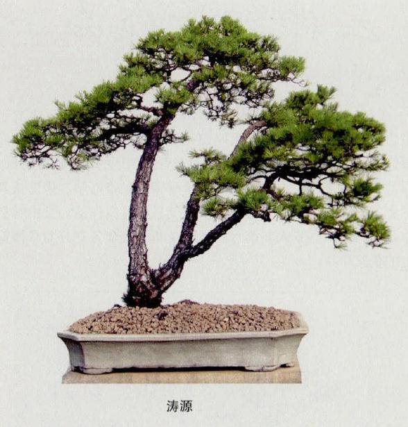 《删阳》是韩学年不同形态的动感山松盆景造型