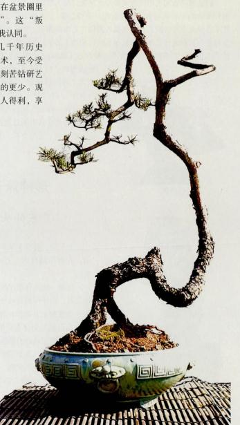 韩学年的岭南山松盆景以独特风格吸引了我