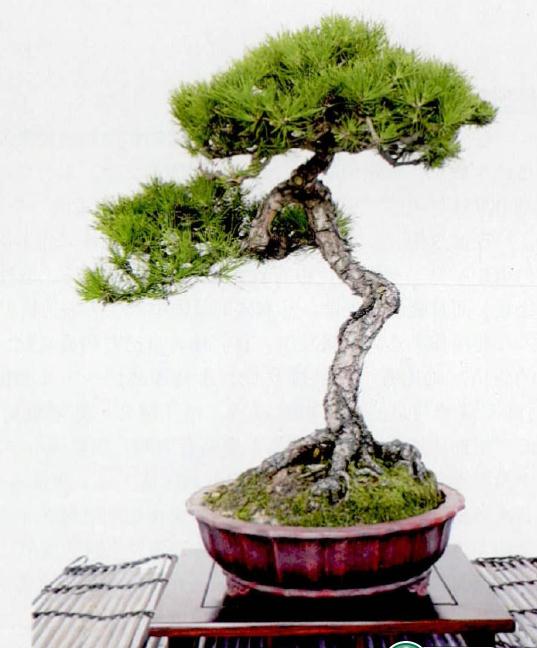 岭南盆景艺术的飘手式造型是韩学年大师首创的