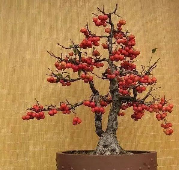 果树盆景管理技术要点